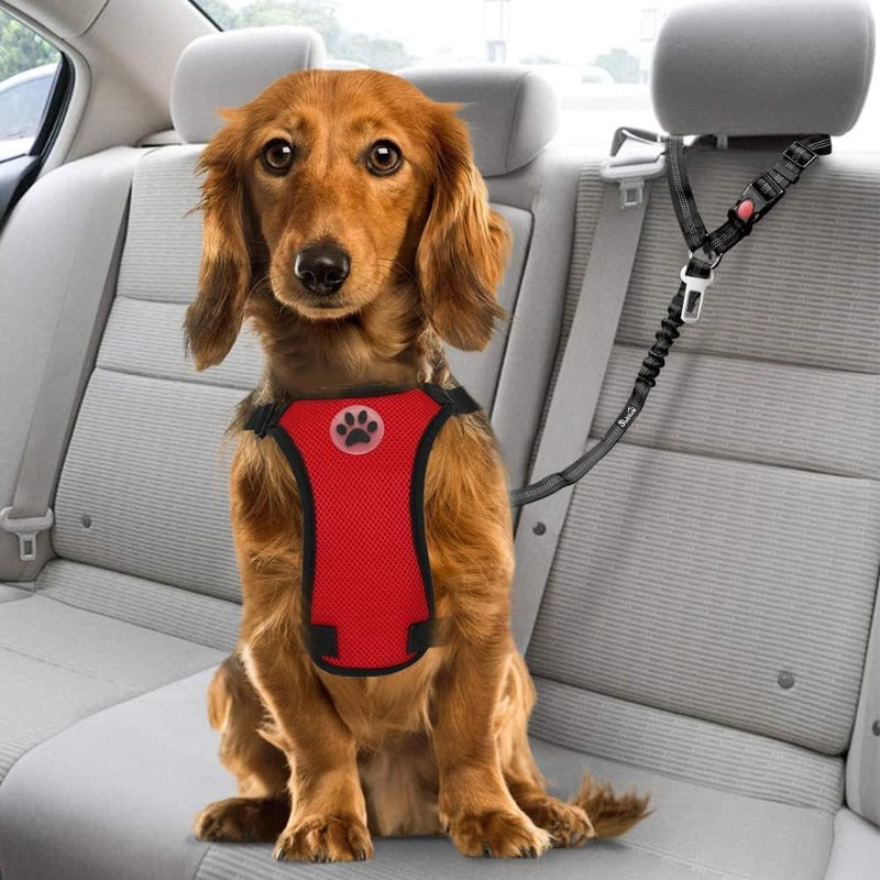 Shock-Absorbing Dog Car Restraint