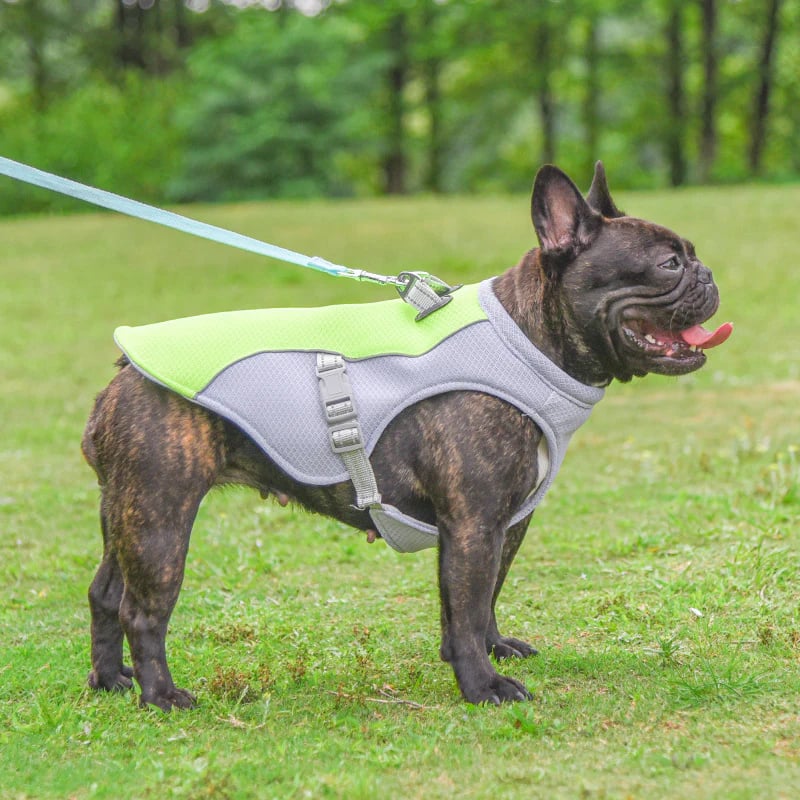 💗LAST DAY SALE 50% OFF⚡50K+ SOLD!!🐾🐕 Dog Summer Ice Cooling Prote🐕‍🦺💦