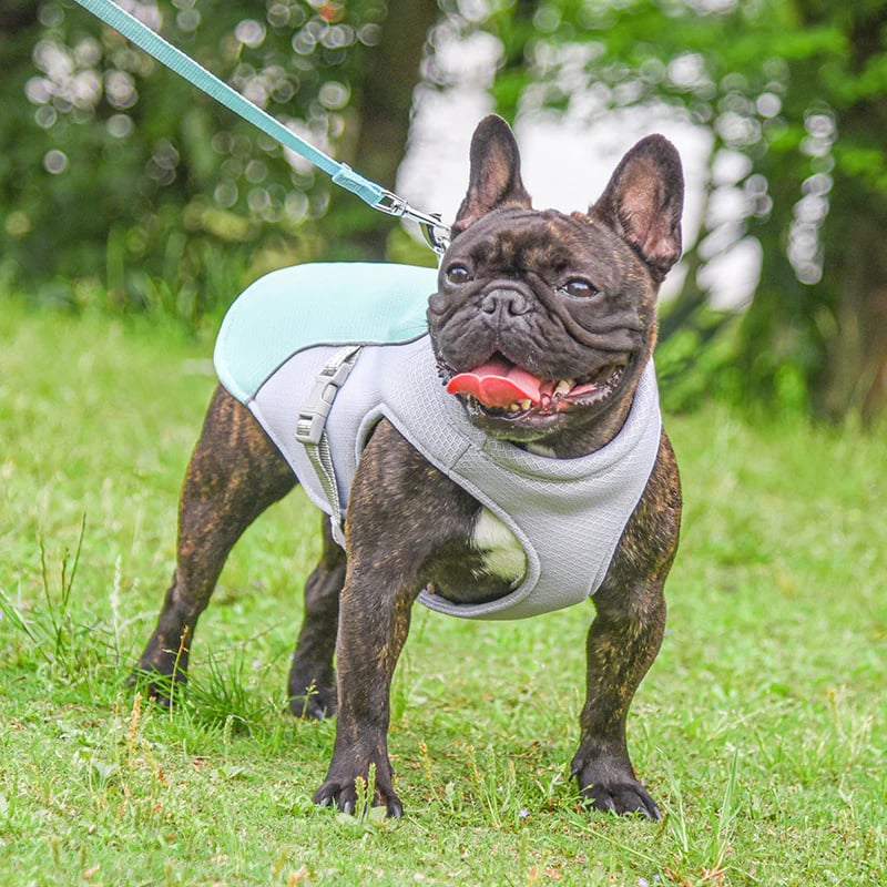 💗LAST DAY SALE 50% OFF⚡50K+ SOLD!!🐾🐕 Dog Summer Ice Cooling Prote🐕‍🦺💦