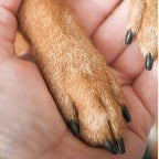 🔥50% OFF Half Price 🐕Wooden Pet Nail File with Replaceable Pads Gentle Paw Grooming Tool for Dogs Cats Small Pets