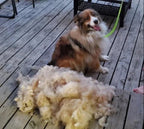 🐱🐶Premium Coat Brush for Cats and Dogs | Soft Deshedding Brush💖